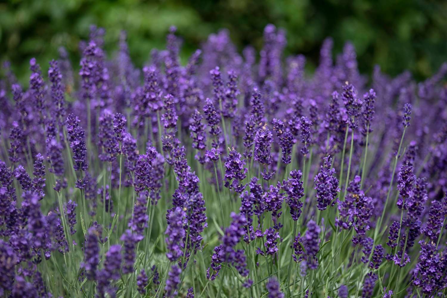 Tähkälaventeli 'Hidcote' (Lavandula angustifolia)